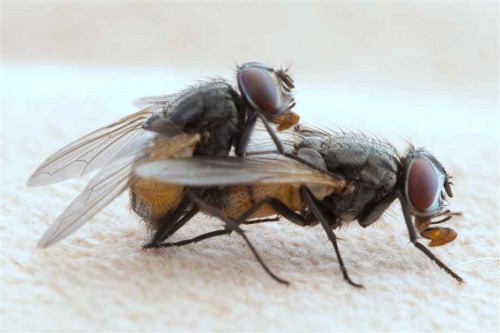 Flies Sex 33